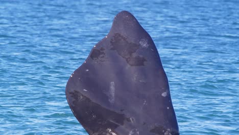 Slow-motion-shot-of-a-Pectoral-Fin-of-Southern-Right-Whale-as-it-holds-it-up-and-sun-shines-on-the-water-as-it-flows-down