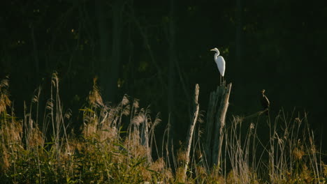 Great-white-Heron-and-a-cormorant-calmly-sitting-on-a-snag