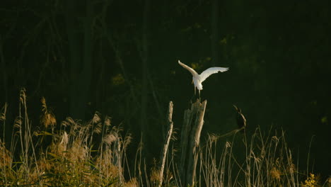 Great-white-Heron-is-landing-on-a-snag-next-to-a-sitting-cormorant