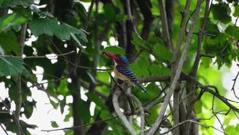 Blick-Nach-Links-Und-Fliegt-Dann-Nach-Oben,-Um-Zu-Seinem-Nest-Zu-Fliegen,-Gebänderter-Eisvogel-Lacedo-Pulchella,-Thailand