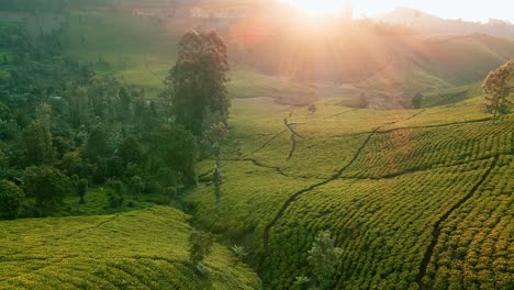 Sonnenaufgangs-Drohnenaufnahmen-Einer-Teeplantagenfarm