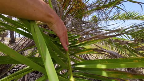 Frauenhände-Berühren-Natürliche-Grüne-Blätter-Von-Palmenmuster-Texturhintergrund