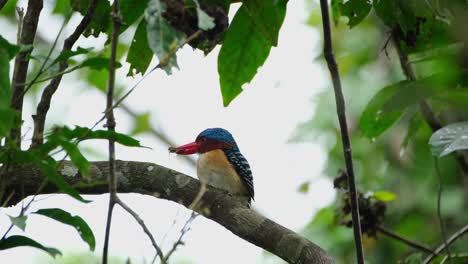 Perched-on-a-curve-branch-with-food-in-the-mouth-and-then-hops-to-turn-around-showing-its-lovely-back,-Banded-Kingfisher-Lacedo-pulchella,-Thailand