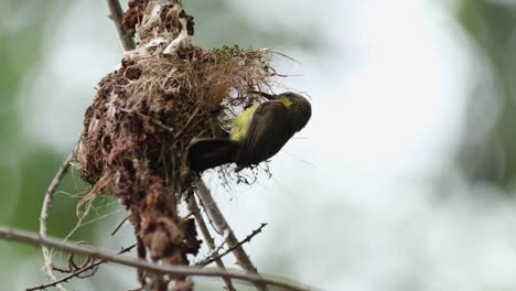 Mother-bird-arrives-to-feed-and-then-flies-away,-Olive-backed-Sunbird-Cinnyris-jugularis,-Thailand