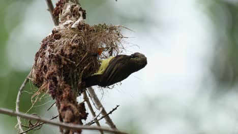 Fliegt-Auf-Sein-Nest-Zu,-Um-Zu-Fressen,-Und-Fliegt-Dann-Nach-Rechts-Davon,-Olivenrückennektarvogel-Cinnyris-Jugularis,-Thailand