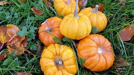 Various-miniature-pumpkins-piled-on-grassy-garden-lawn-surrounded-by-colourful-fall-leaves