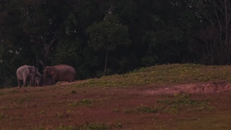 Eine-Familie-Auf-Der-Linken-Seite,-Die-Zusammen-Füttert,-Es-Geht-Um-Den-Dunklen,-Indischen-Elefanten-Elephas-Maximus-Indicus,-Thailand