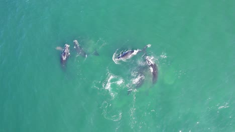 Wide-Drone-Aerial-Shot-of-Right-Whales-Pod-Swimming-together-in-the-Turquoise-blue-ocean-off-the-Patagonia-coast,-locked-on-shot
