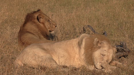 Close-View-of-Lion-Brothers-in-African-Game-Park