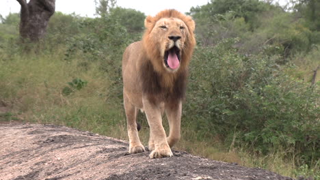 African-Lion-Walking-Towards-Camera-in-Savannah