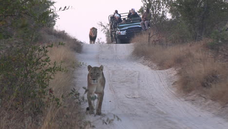 Close-Encounter-With-Lions-Roaming-Near-Safari-Tourists-in-African-Game-Park