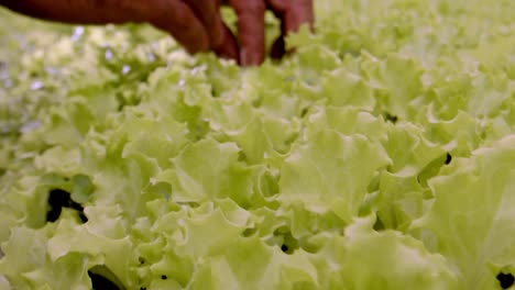 Farmer-quality-checking-by-hand-organic-lettuce-being-grown