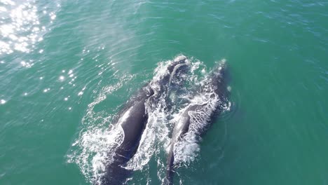 Two-Right-Whales-swimming-together-and-spouting-,-drone-pull-back-shot-revealing-large-ocean-around