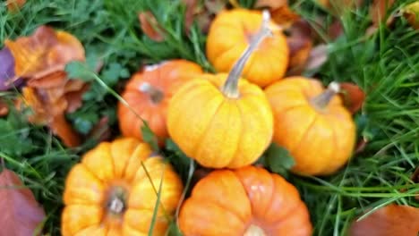 Viele-Kleine-Orangefarbene-Kürbisse-Stapeln-Sich-Auf-Dem-Grasbewachsenen-Gartenrasen,-Umgeben-Von-Bunten-Herbstblättern