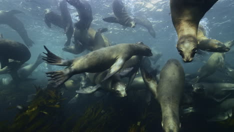 Sea-lions-playing-and-swimming