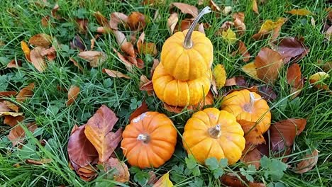 Lots-of-miniature-pumpkins-piled-on-grassy-garden-lawn-surrounded-by-colourful-autumn-leaves