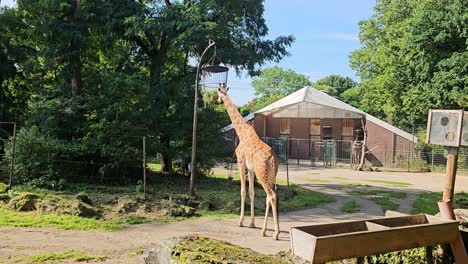 majestic-wild-Masai-giraffes-being-fed-in-the-zoo-Dortmund