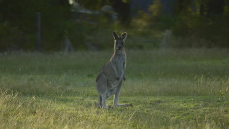 Kangaroo-grazing-in-a-grass-field