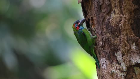 Seen-pecking-on-rotten-trunk-of-the-tree-as-it-looks-around-and-behind-it-just-to-be-safe,-Blue-eared-Barbet-Psilopogon-cyanotis,-Thailand