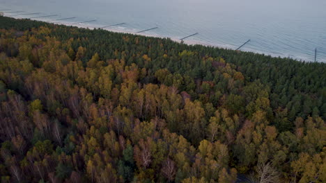 Aerial-view-of-a-dense-autumn-forest-on-the-Hel-Peninsula-near-the-coastline
