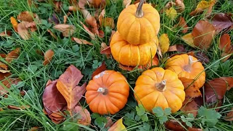 Various-miniature-pumpkins-piled-on-grassy-garden-lawn-surrounded-by-colourful-autumn-leaves