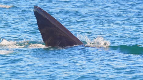 Right-Whale-Tail-Fin-dragging-at-top-of-the-water-like-a-Shark-as-it-cuts-through-the-water-and-dives-down