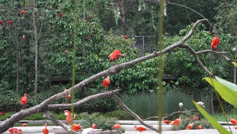 Group-Of-Scarlet-Ibis-Birds-Seen-Perched-On-Long-Branch-At-Zoo-With-One-Flapping-Its-Wings