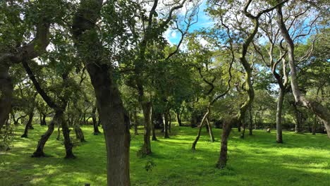 Grüner-Waldboden-Mit-Dichten-Bäumen-In-Der-Carballeira-Municipal-De-Baio-Wanderung-In-Spanien
