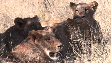 Group-of-Lions-Seeking-Shade-on-a-Scorching-Day-in-African-Savannah