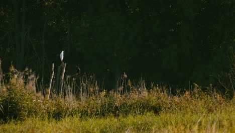 Wide-shot-of-a-great-white-Heron-and-a-Cormorant-calmly-sitting-on-a-snag