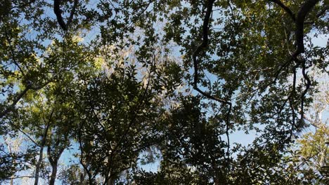 Looking-up-while-on-a-kayak-through-the-forest-canopy-above-a-river-slough