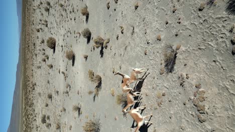 Gazelle-in-desert-natural-landscape