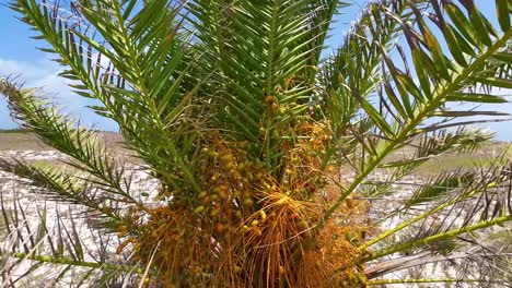 Fresh-palm-dates-fruits-and-trees,-tilt-down-cayo-de-agua-island,-Los-Roques