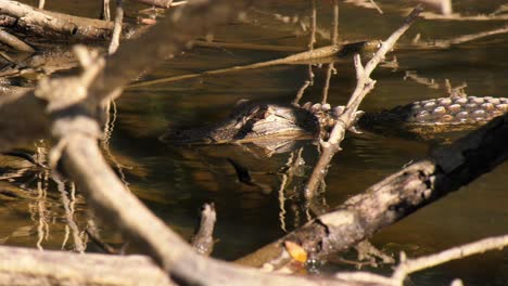 Alligator-laying-still-in-sunny-spot-behind-branches