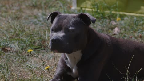 Staffordshire-Bull-Terrier-Sitting-On-The-Grass---close-up