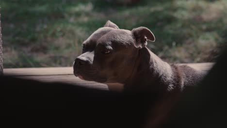 Ein-Neugieriger-Pitbull-Terrier-Mischlingshund,-Der-Draußen-Sitzt