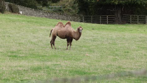 hand-held-shot-of-camels-peacefully-grazing-in-a-field-in-England