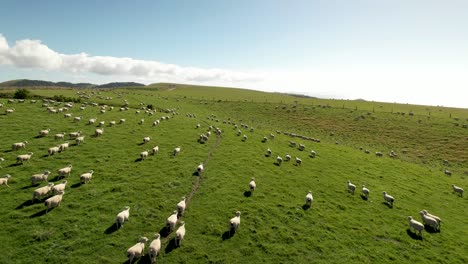 Herd-of-sheep-is-walking-over-green-pasture,-New-Zealand-farmland,-drone-shot