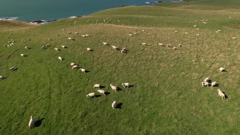 Schafzucht-In-Neuseeland