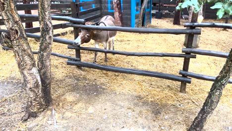 Shot-of-a-donkey-on-a-enclosed-livestock-fence-eating-hay-in-slowmotion