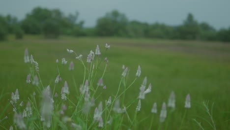 Slow-motion-natural-color-no-filter-footage-of-beautiful-walk-in-prairie-meadow-grass-field-blow-by-wind-in-warm-spring-summer