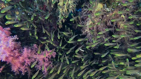 Glasfische-Und-Weichkorallen-Aus-Nächster-Nähe-Im-Roten-Meer