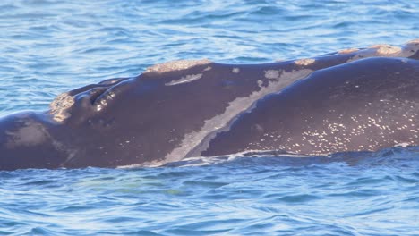 Barnacle-Filled-Head-Of-a-Right-Whale-emerges-from-the-water-as-it-blows-water-spray-from-its-blow-hole-and-dives-down