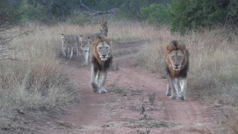 A-group-of-lions-walking-together-down-a-dirt-path-in-an-African-reserve