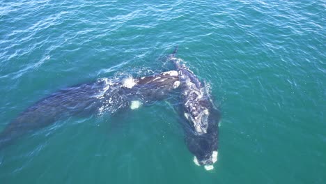 Small-Pod-with-two-adult-Right-whales-supporting-a-single-calf-on-its-back-to-the-surface,-family