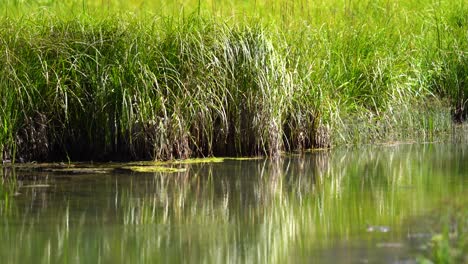 Grassy-marsh-wetlands-with-calm-creek-running-through-it