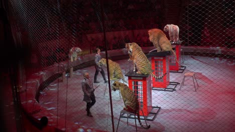 Tigers-and-lion-obediently-obey-instructions-from-animal-tamers-during-performance