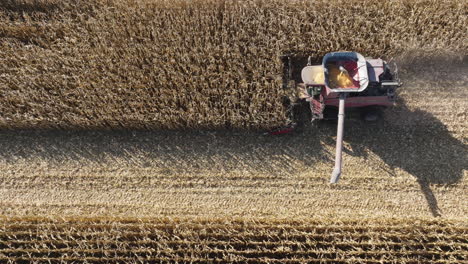 Combine-Harvester-Collecting-Fresh-Corn-Grain-Crops-from-a-Farm-Field,-Aerial-Top-Down