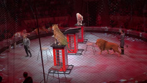 Lion-jumps-on-scaffolding-while-tigers-are-already-there-in-circus
