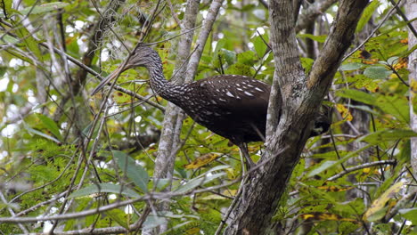 Passing-by-underneath-a-Limpkin-perched-in-a-tree